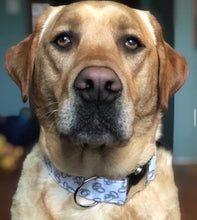 Load image into Gallery viewer, Silver Engagement Ring Dog Collar
