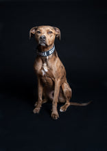 Load image into Gallery viewer, Dog Collar/ Large Print Asshole Dog Collar/ Black Dog Collar/ Cussing Dog Collar/Fabric Dog Collar
