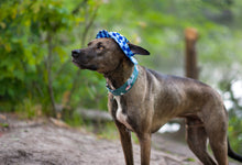 Load image into Gallery viewer, Dog Collar/ Camping Dog Collar/ Mountains Dog Collar/ Green Dog Collar/ Outdoors Dog Collar
