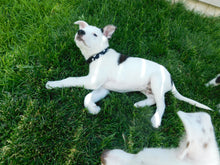 Load image into Gallery viewer, Mountain Dog Collar
