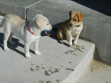 Load image into Gallery viewer, Strawberries Dog Collar

