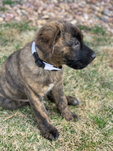 Load image into Gallery viewer, Black Cow Print Dog Collar
