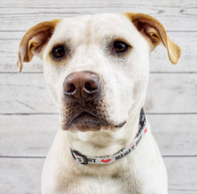 Load image into Gallery viewer, Mama's Boy Dog Collar
