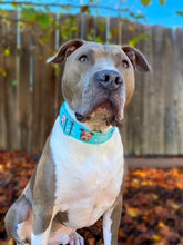 Load image into Gallery viewer, Love A Bull Dog Collar
