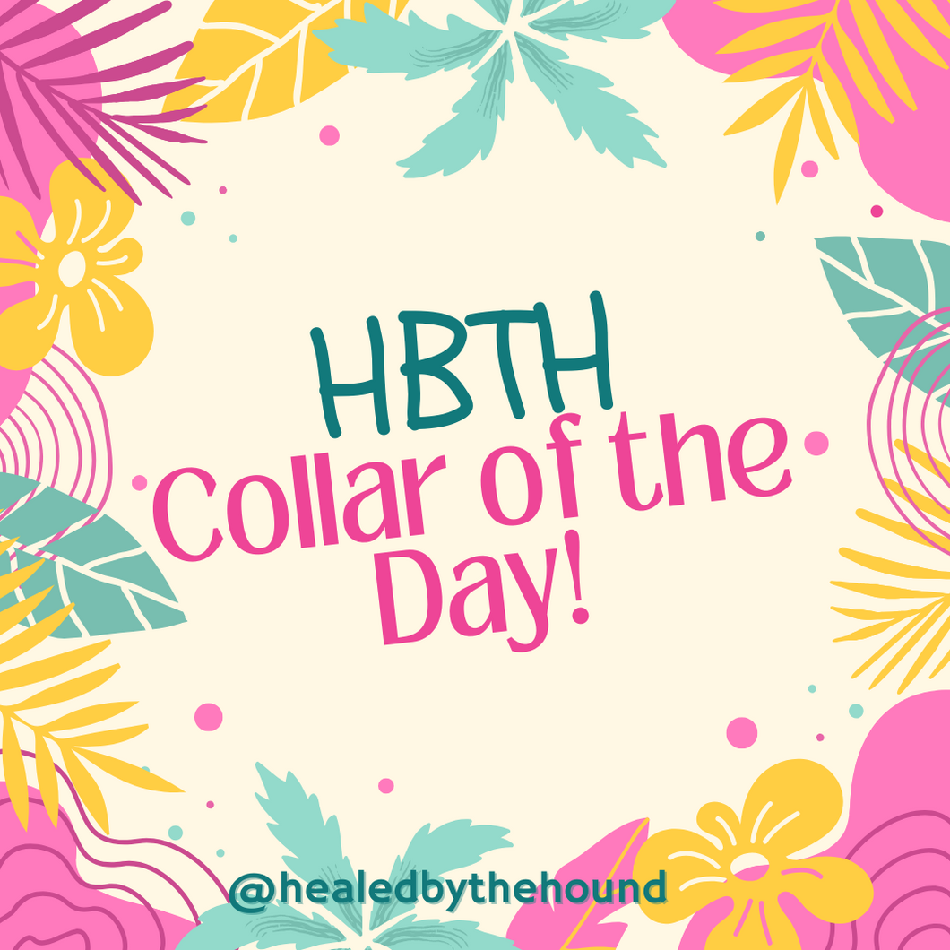 Collar of the Day Dog Collar/ One Day Only Day Dog Collar/ Limited Time Dog Collar/ Fabric Dog Collar