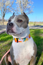 Load image into Gallery viewer, Dog Collar/ Oranges Dog Collar/ Fruit Dog Collar/ Orange Slice Dog Collar/ Spring Dog Collar
