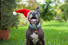 Load image into Gallery viewer, Dog Collar/ Merry Pitmas Dog Collar/ Pittie Dog Collar/ Pit Bull Dog Collar/ Fabric Dog Collar
