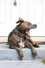 Load image into Gallery viewer, Dog Collar/ Don&#39;t Be a Pr*ck Dog Collar/ Cactus Dog Collar/ Cussing Dog Collar/ Swear Dog Collar/ Naughty Dog Collar/ Fabric Dog Collar
